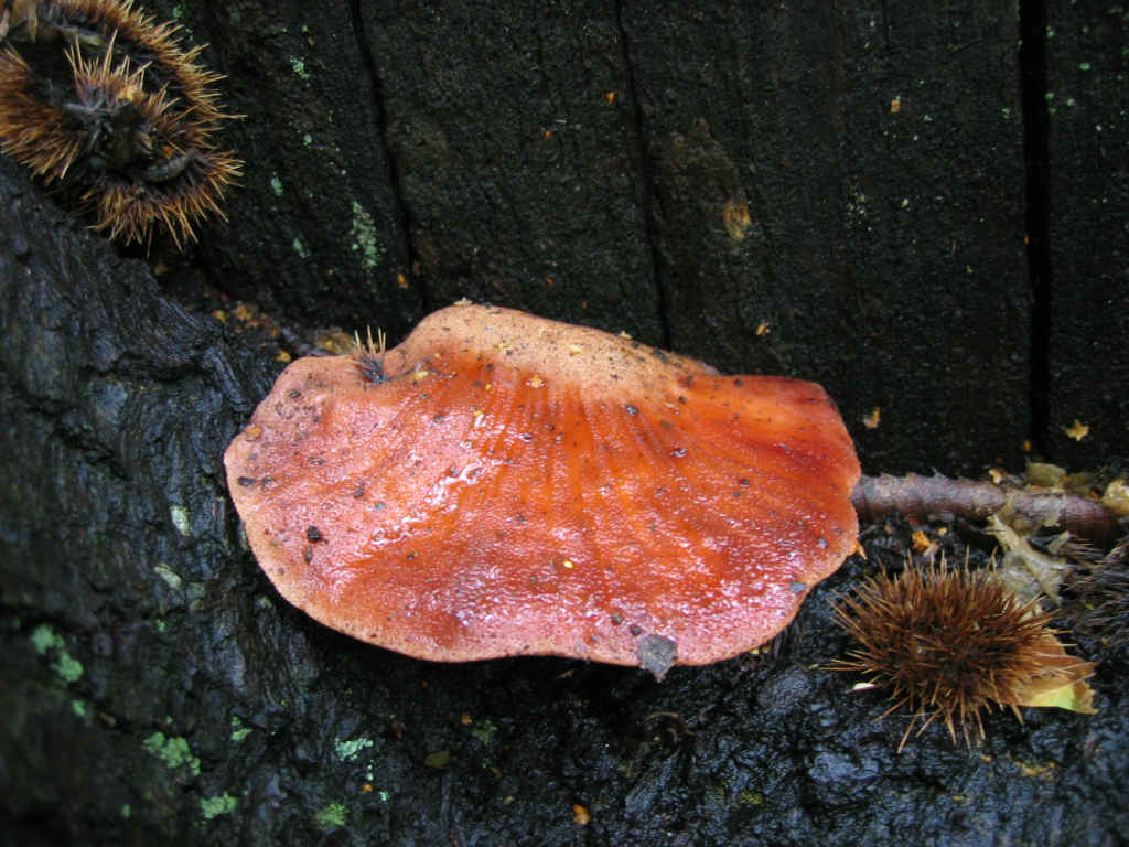 2005 :  Un anno di funghi